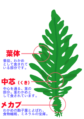 わかめの日 Simple Tropical Green Life